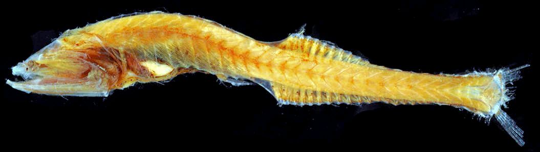 Cyclothone acclinidens_02.jpg